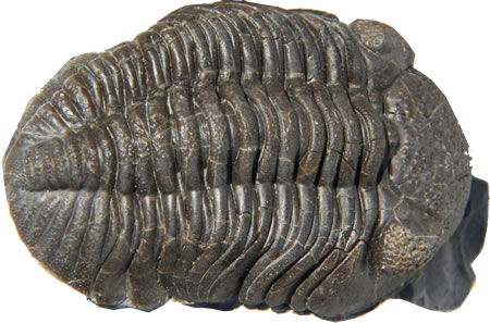 Trilobites.